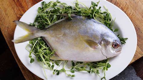 Palometa, un pescado con más proteínas que otras …