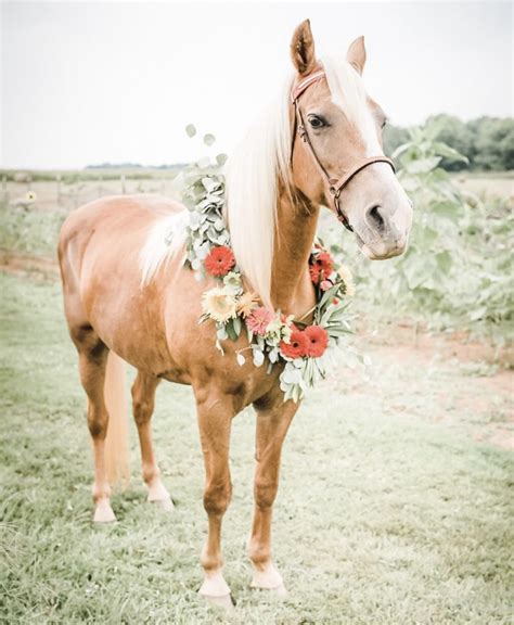 Palomino Petals Newport AR - Facebook