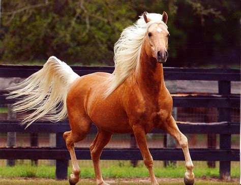 Palominos - Palomino, colour type of horse distinguished by its cream, yellow, or gold coat and white or silver mane and tail. The colour does not breed true. Horses of proper colour, of proper saddle-horse type, and from at least one registered parent of several light breeds can be registered as Palominos.