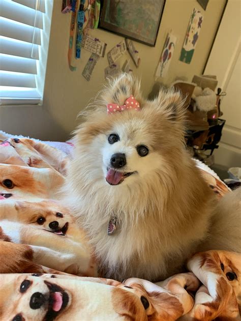 We are getting 2, possibly 3 new poms in the next week. Ages are 2 at 2 years and one at 9 years. We still have Bear ( 13) and Rascal (8) who do not have adoptions yet. Lots of pommies need homes..... 