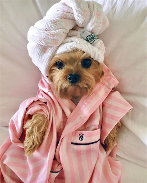 Pampered puppies. Things To Know About Pampered puppies. 