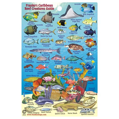Panama caribbean coral reef creatures guide franko maps laminated fish card. - Oxford pathways english guide class 6.