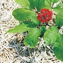 Panax ginseng Wikipedia.