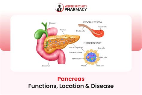 Pancreas Functions and disorders