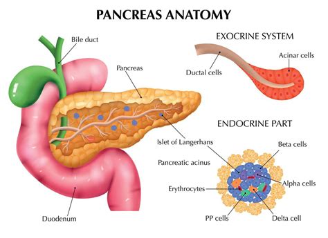 Pancreas Location, Anatomy and Function in Digestion