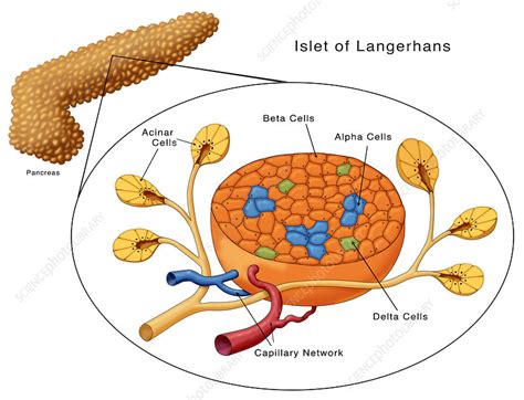 Pancreas collagen digestion during islet of Langerhans