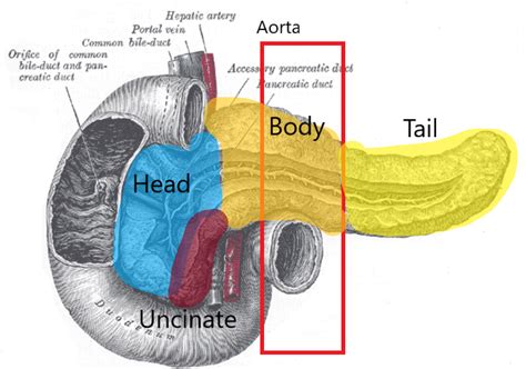 The pancreas is an organ that releases enzymes involved with digest