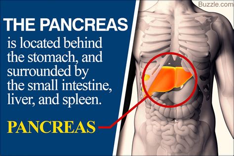 Overview. Your pancreas is a fish-shaped organ about the length of your hand. What is a pancreas? The pancreas is a large gland in the back of your abdomen …. 