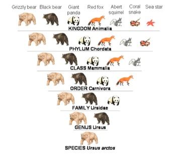 Panda Bear Classification Chart