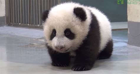 Panda Videos Archives - PANDA