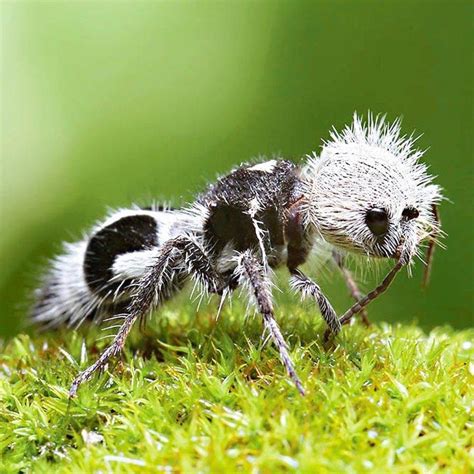 Panda ant. The panda ant (Euspinolia militaris) is a species of hymenoptera insect from the Mutillidae family. Despite looking like an ant and being referred as such, it is in fact a form of wingless wasp. 