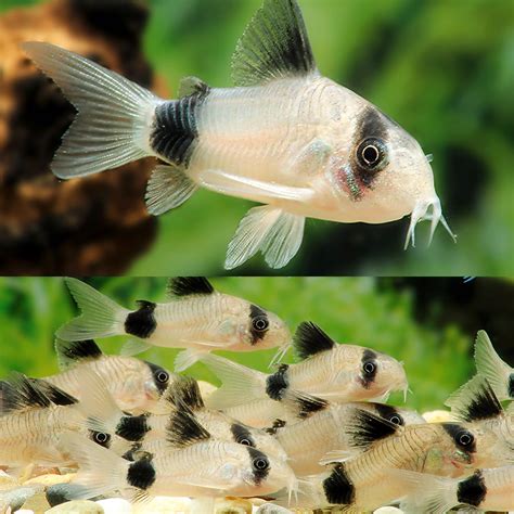 Panda cory cat. Proper diet for Corydoras panda. A good quality food is crucial, these Cory’s love brine shrimp, tubifex worms, black and white mosquito larvae, tablet food, pellets, granules, microworms and can even eat flakes if they fall down to the substrate. Panda cory’s will eat leftover food as these little cleaners that are known for their … 