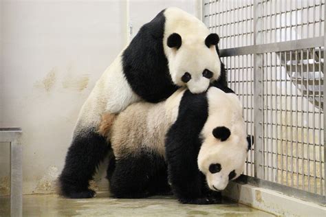 Panda porn. Things To Know About Panda porn. 