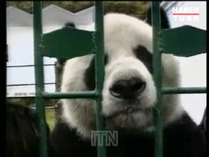 Panda saldırısı
