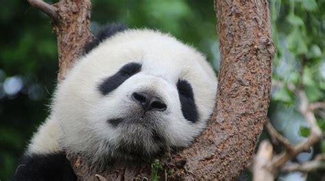 Panda turkcesi ne demek