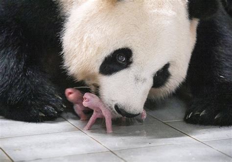 Panda twins born in South Korea for the 1st time
