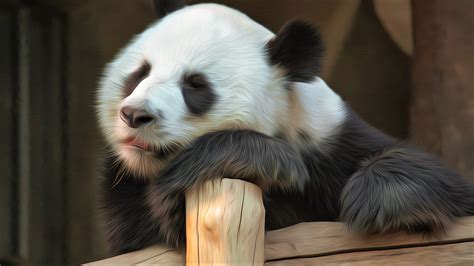 💦 PORN Panda_Bareof Leaked