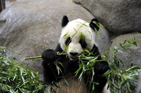 Pandas could return to US, according to China's president
