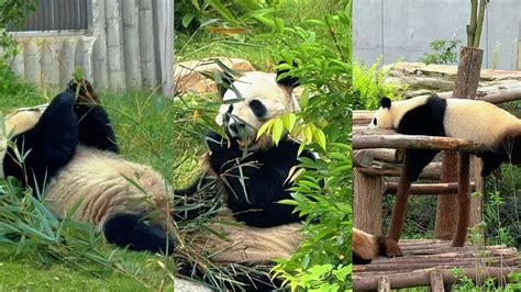 Pandas true.  We then call the any() function on the s.  Some animals go after...