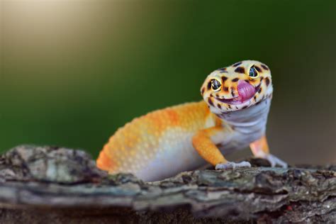 Pangea gecko. Things To Know About Pangea gecko. 