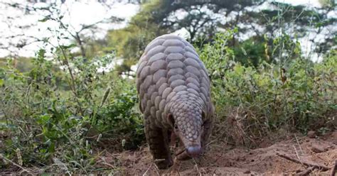 codini.rgarabwor.edu.pl. 