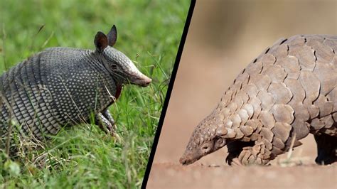 Pangolin vs armadillo. Feb 18, 2022 · The main differences between an aardvark and an armadillo are their range, body structure, defense mechanism, and order. While aardvarks are natives of Africa, belonging to the Tubulidentata order, armadillos belong to the Cingulata and are found mainly in the Americas. Aardvarks have short furs that cover their body while armadillos have a ... 