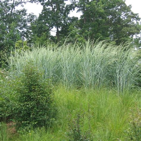 Panicum amarum ‘Dewey Blue’ (bitter switch grass)