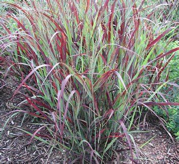 Panicum plant lust