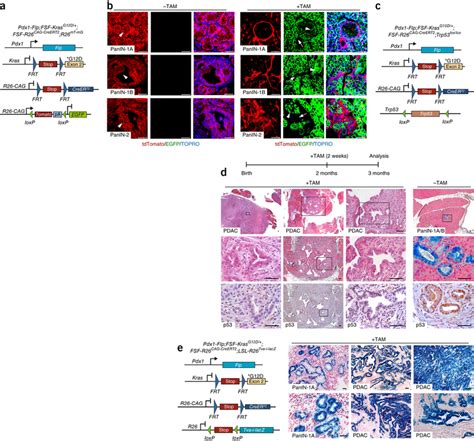 Panin established a new scientific