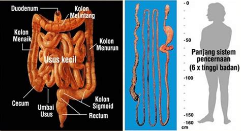 Panjang usus manusia dewasa 【2024】