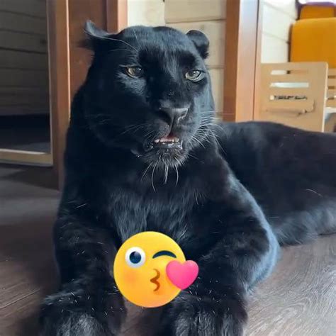 Pantherlove Onlyfans Leak [SEX VIDEO] 245 Vids