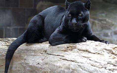 A panther can run up to 35 miles per hour. However, it only achieves this speed when running short distances. Panthers must pace themselves in order to travel up to 20 miles per day.. 