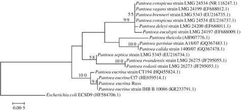 Pantoea eucrina Brady et al. - 27998 ATCC