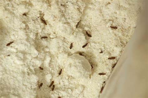 Insects contaminating our food, food storage areas, and food prep areas are generally referred to as pantry pests. Beetles, moths, and weevils are some of the .... 