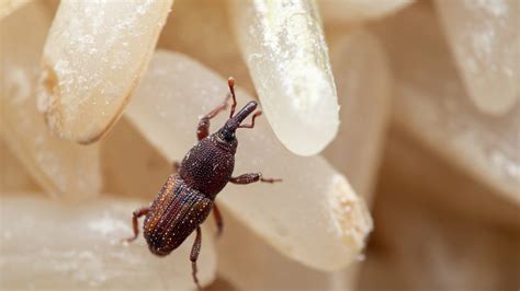 Pantry weevils. Pantry weevils are a type of beetle with an identifiable long snout. Like other pantry bugs, the tiny pests grow from worm-like larvae that hatch in contaminated dried grains, cereals, rice, beans, and nuts. … 