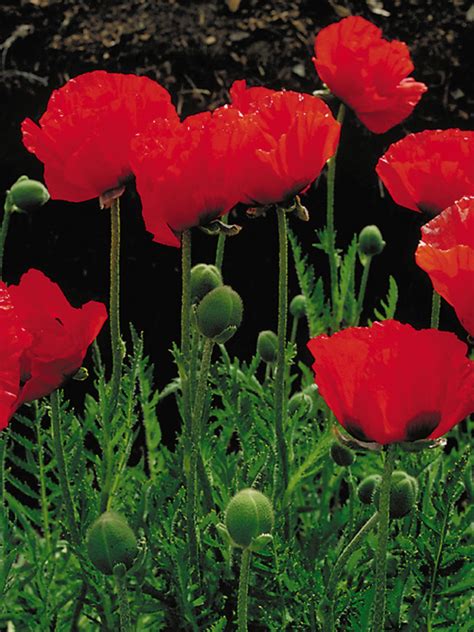 Papaver Beauty Of Livermere -- Bluestone Perennials