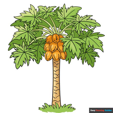 Papaya Tree Drawing