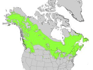 Paper Birch Range Map