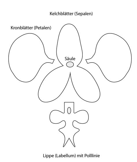 Paper Orchid Template