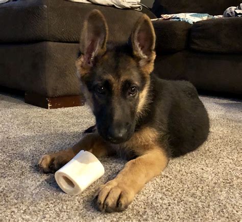 Papered German Shepherd Puppies For Sale