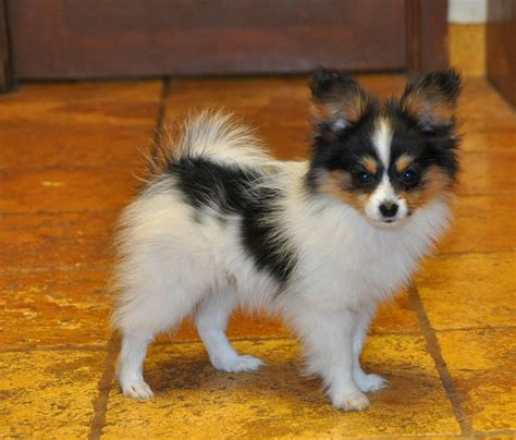 Papillon Breeder in Sun City, Arizona. 11148 West Arron Drive, Sun City, Arizona 85351, United States (253) 278-7300. ... Puppies available occasionally to approved homes. Show - Agility - Obedience - Companion - Therapy. Papillon's are incredible dogs, but they are not for everyone. Make sure you get to know this wonderful little breed before .... 