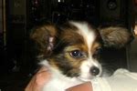 Papillon Puppies for Sale from Reputable Dog Breeders - Next Day Pets