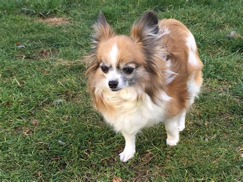 Papillon dogs for adoption. Tell us the story of how you met your furry best friend and help other pet lovers discover the joys of pet adoption! Learn more about Papillon Haven Rescue in Columbus, OH, and search the available pets they have up for adoption on Petfinder. 