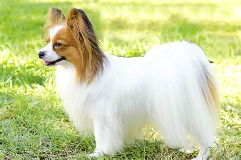 Papillon mix breeds. Things To Know About Papillon mix breeds. 