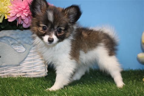 Papillon puppies for sale under dollar500. Jan 17, 2023 · It is possible to buy a puppy for under $500 for the following breeds: Australian Cattle Dog, Australian Shepherd, Basset Hound, Beagle, Bloodhound, Border Collie, Chihuahua, Collie, Dachshund, Dalmatian, Great Pyrenees, German Shepherd, Labrador, Mini American Shepherd, Mini Pinscher, or Husky. 
