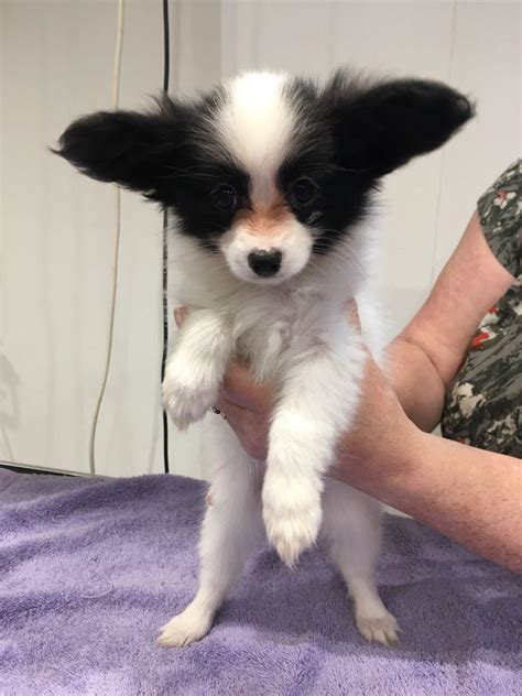 A Papillon Mix can inherit a coat similar to one of their parents or a coat that is a mix of both. If they end up with the Pap coat, they will have a longer coat that sheds low to moderately throughout the year, requires brushing a few times a week and a bath as needed, and needs grooming every 4-6 weeks. In addition to coat care, you also need .... 