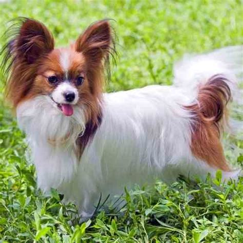 Papillon rescue near me. Things To Know About Papillon rescue near me. 