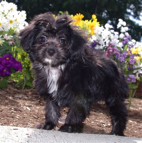 Papipoo - 5 days ago · The Papipoo, also known as Papi Doodle, Papidoodle, or Papi Poo, has it all. This mixed breed is a cross between the Papillon and the Poodle, which results in an endearing and super smart tiny... 
