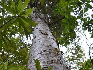 Papua New Guinea Forest Legality