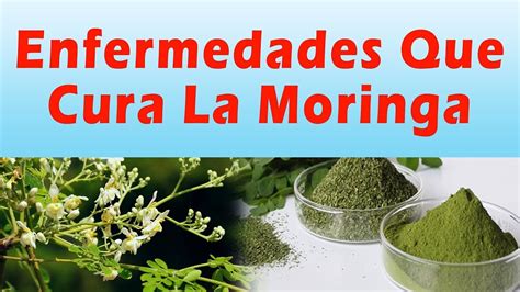 Para que sirve la moringa. Things To Know About Para que sirve la moringa. 